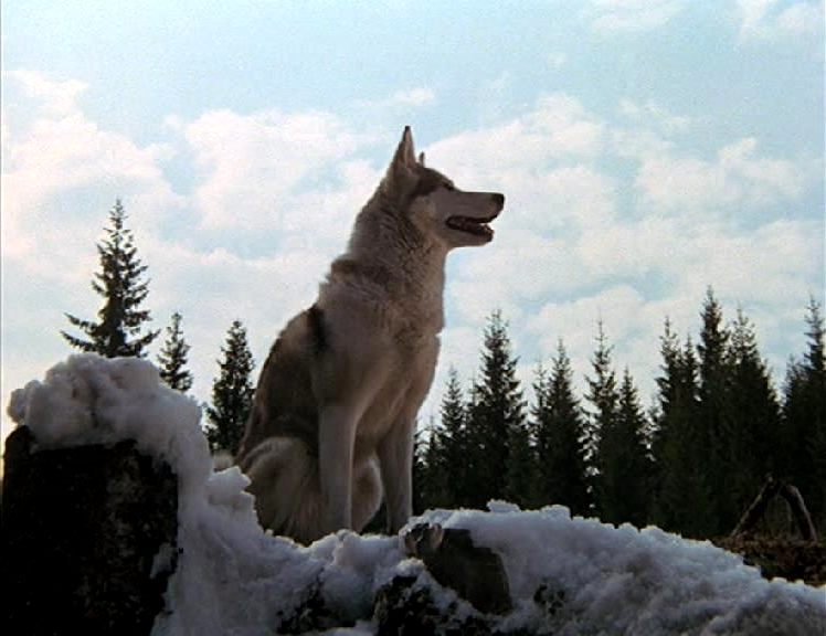 L'Appel de la forêt - film 1972 - AlloCiné
